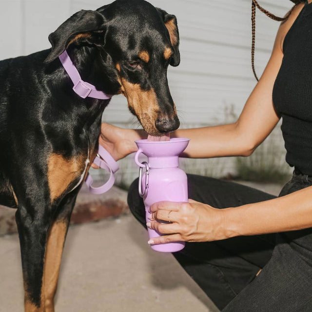 Springland Pets Travel Bottle Classic, Lilac 650ml Trinkflasche