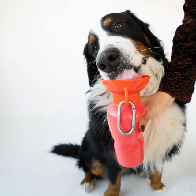 Springer Travel Bottle Classic, Poppy 650ml Trinkflasche