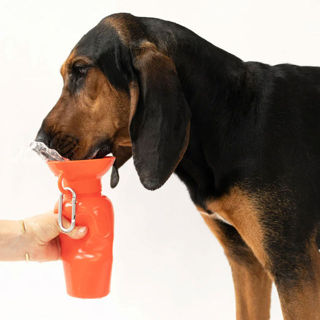 Springer Travel Bottle Classic, Poppy 650ml Trinkflasche