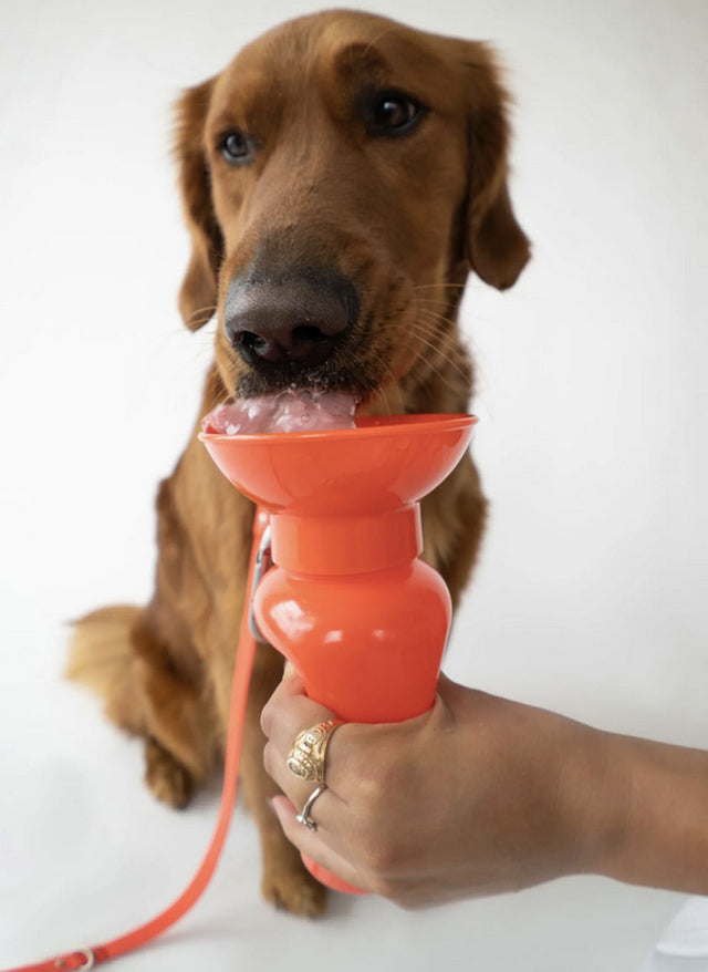 Springer Travel Bottle Classic, Poppy 650ml Trinkflasche