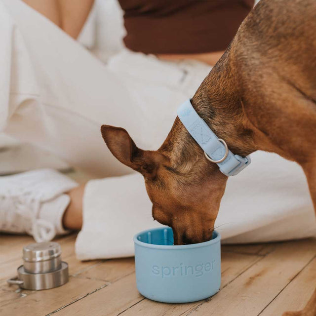 Springer Dog & Me Travel Bottle, Green/Lilac 710 ml Trinkflasche