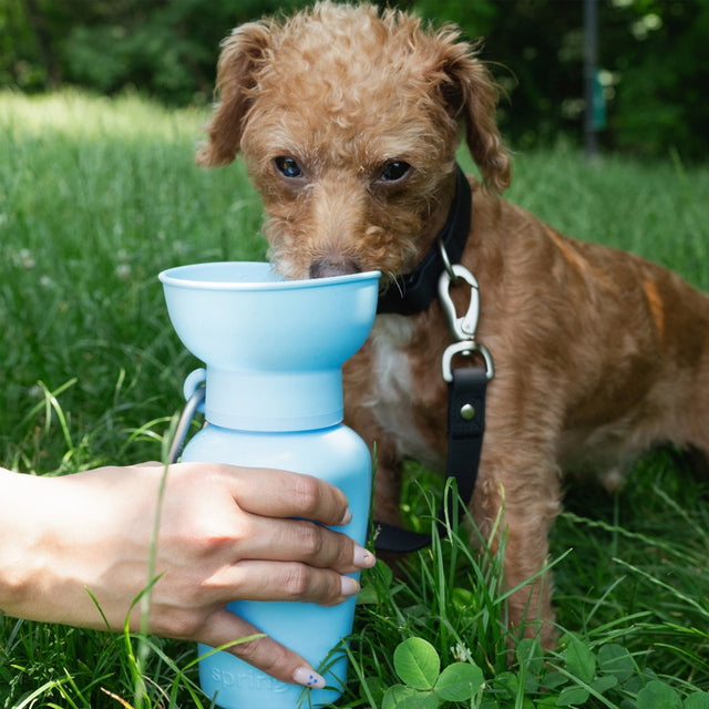 Springer Travel Bottle The Flip, Sky Blue 590ml Trinkflasche
