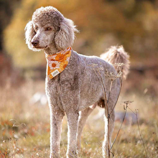 The Paws Bandana, Fielding Hundehalstücher