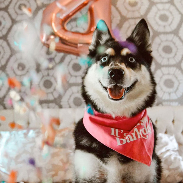 The Paws Bandana, Barkday rosa Hundehalstücher