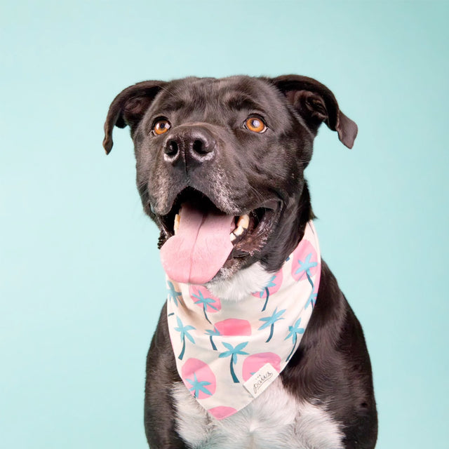 The Paws Bandana, Bingin Hundehalstücher