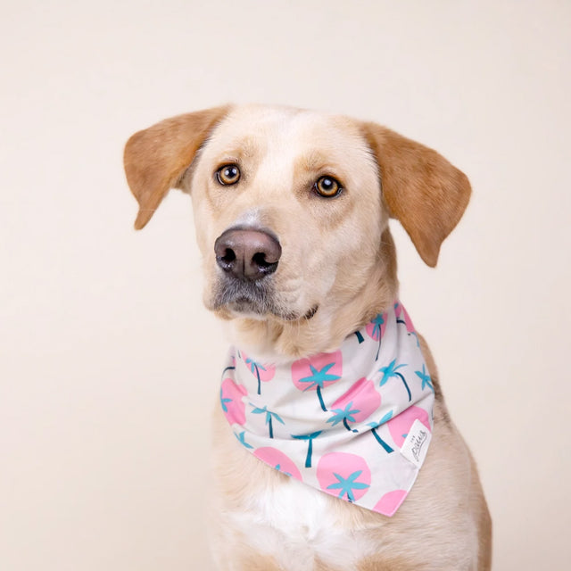 The Paws Bandana, Bingin Hundehalstücher