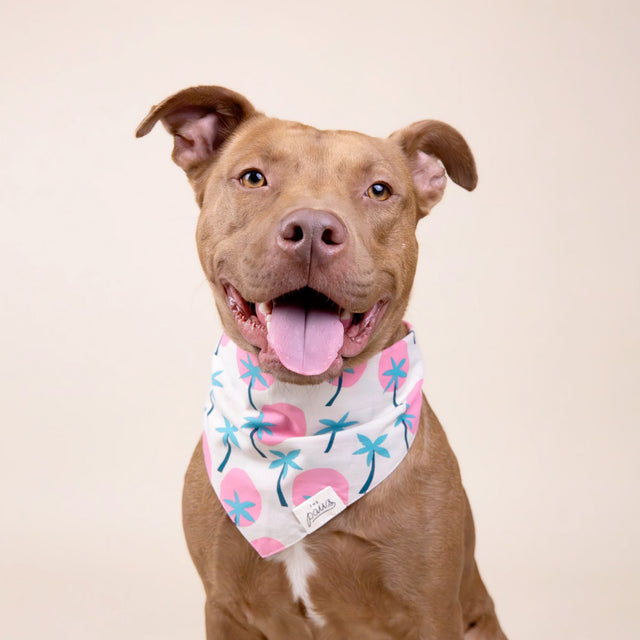 The Paws Bandana, Bingin Hundehalstücher