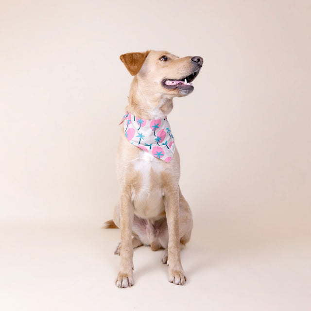 The Paws Bandana, Bingin Hundehalstücher