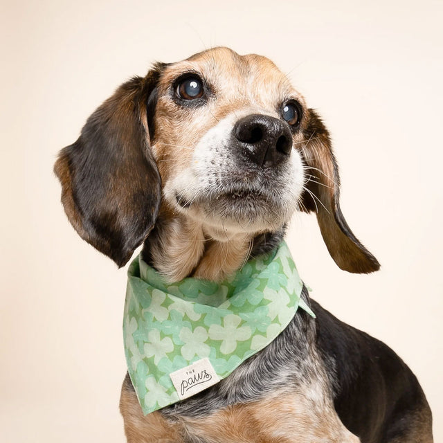 The Paws Bandana, Clover Hundehalstücher