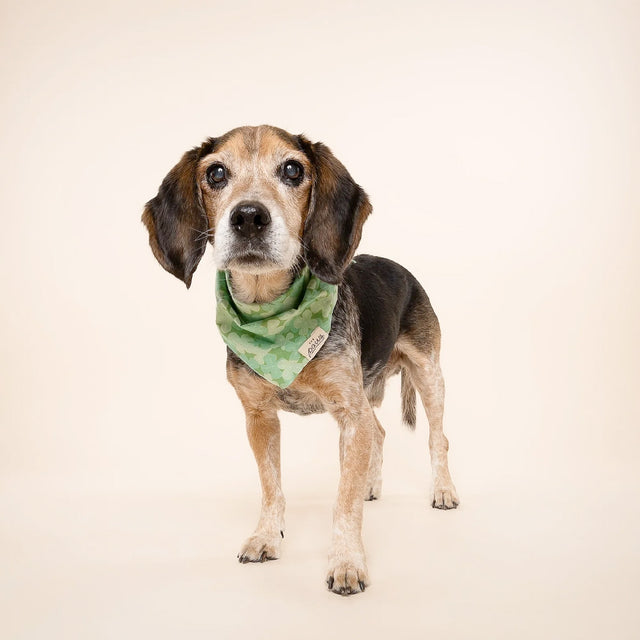 The Paws Bandana, Clover Hundehalstücher