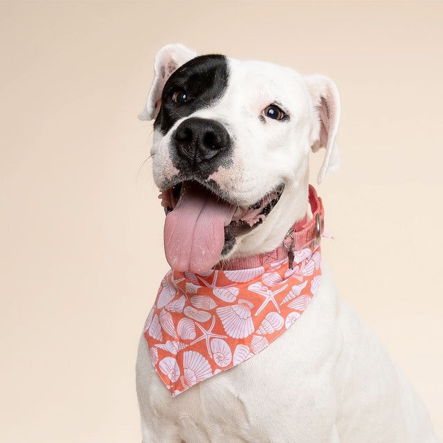 The Paws Bandana, Flores Shell Hundehalstücher