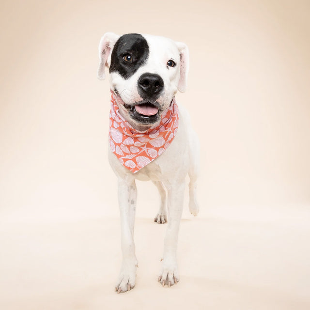 The Paws Bandana, Flores Shell Hundehalstücher