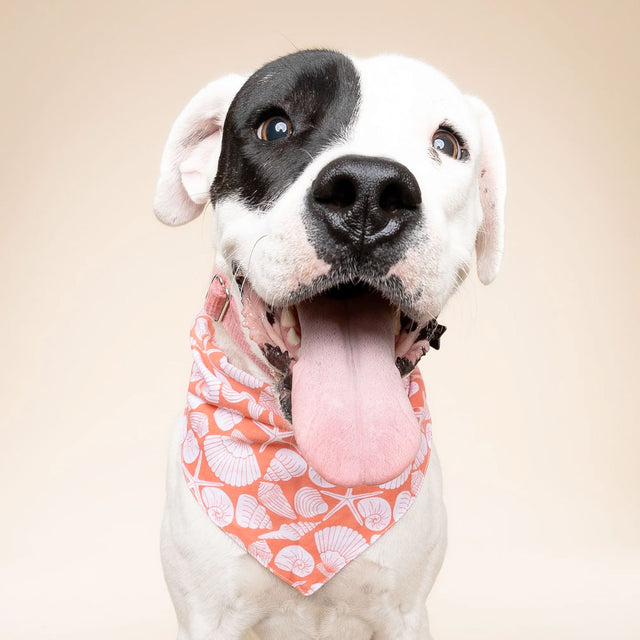 The Paws Bandana, Flores Shell Hundehalstücher