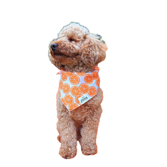 The Paws Bandana, Fresh Slice Hundehalstücher