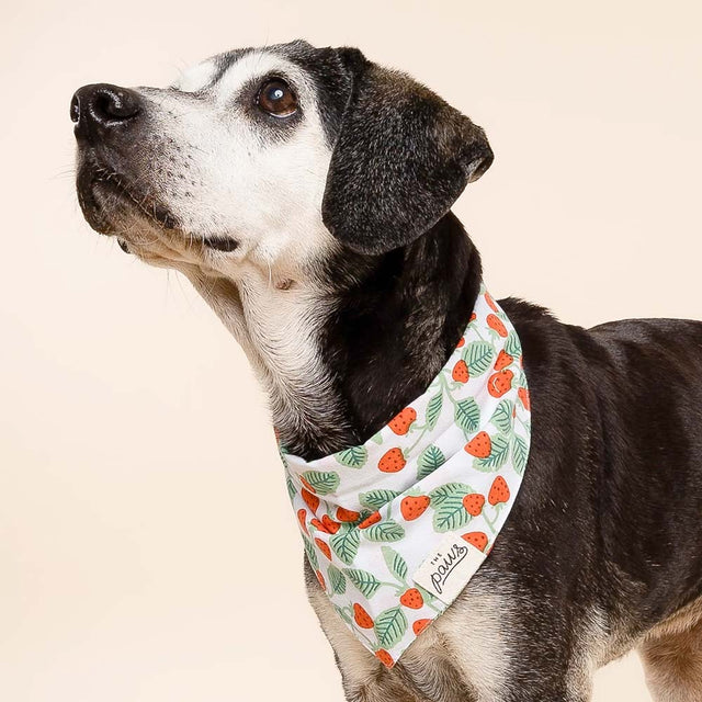 The Paws Bandana, Henley Hundehalstücher