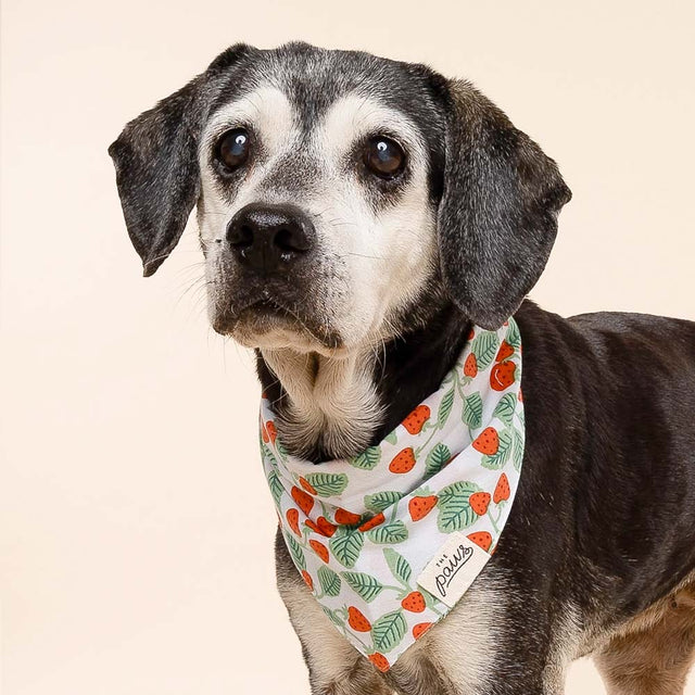 The Paws Bandana, Henley Hundehalstücher