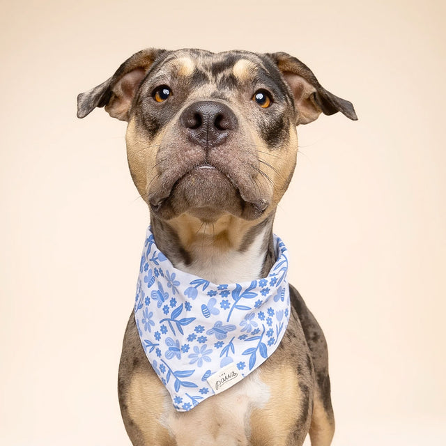 The Paws Bandana, Jo Hundehalstücher