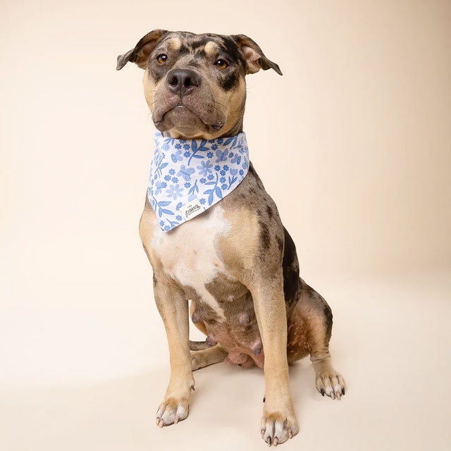 The Paws Bandana, Jo Hundehalstücher