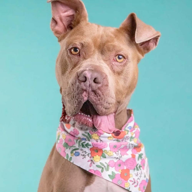 The Paws Bandana, Blossom Hundehalstücher