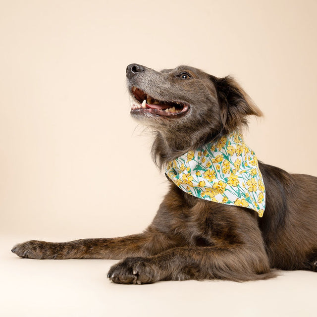 The Paws Bandana, Buttercup Hundehalstücher