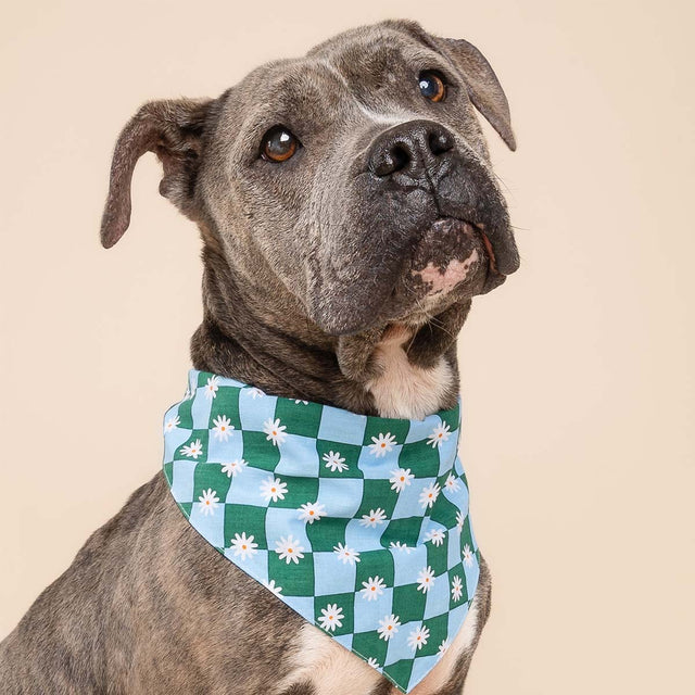 The Paws Bandana, Koa Hundehalstücher