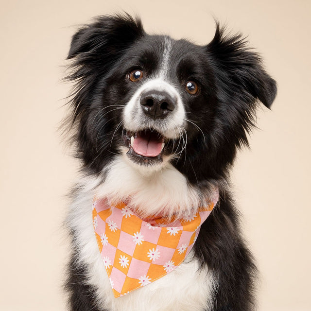 The Paws Bandana, Hula Hundehalstücher