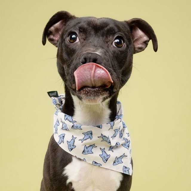 The Paws Bandana, Jawz Hundehalstücher