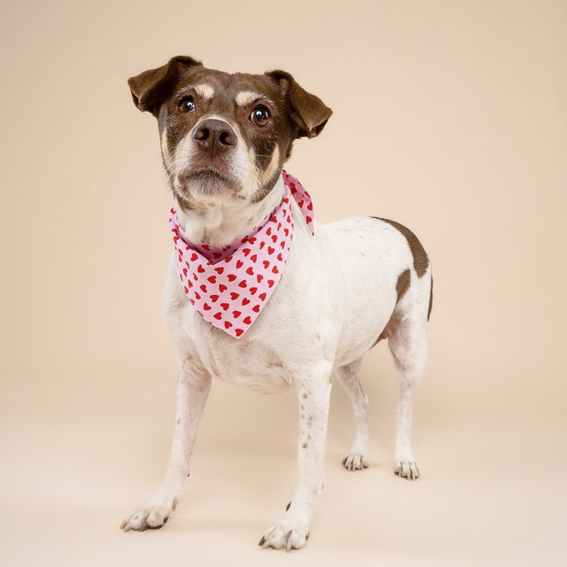 The Paws Bandana, Little Lovesong Hundehalstücher