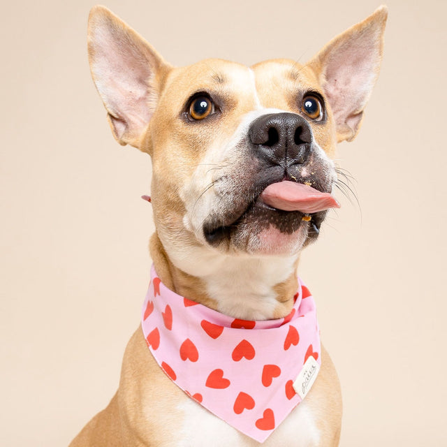 The Paws Bandana, Lovesong Hundehalstücher