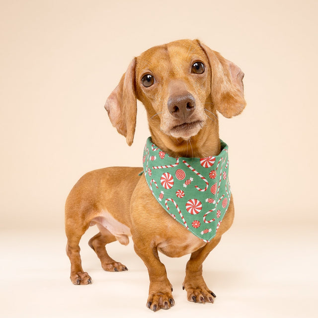 The Paws Bandana, Sugar Christmas Hundehalstücher