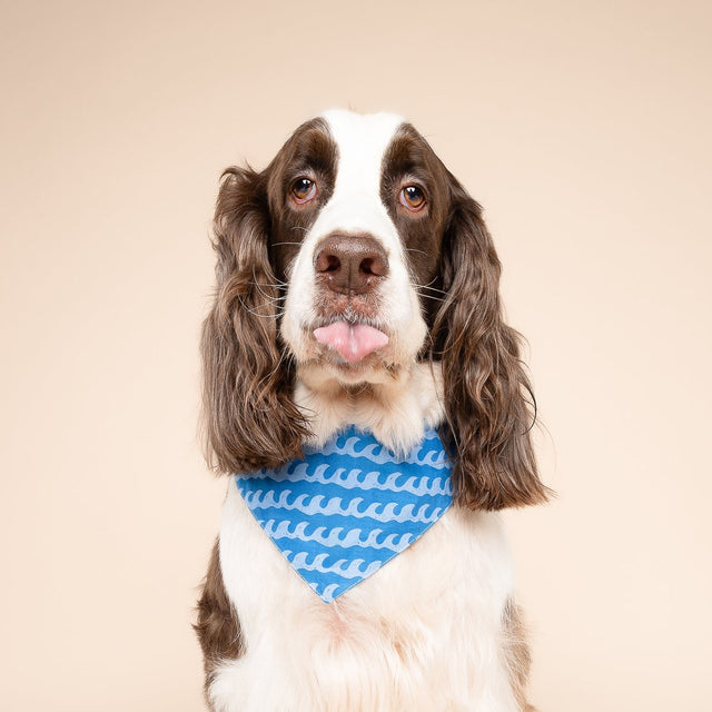 The Paws Bandana, Surf's Up Hundehalstücher