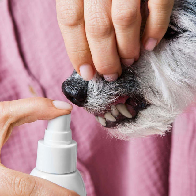 Tierliebhaber Dental Spray Zahnpflege