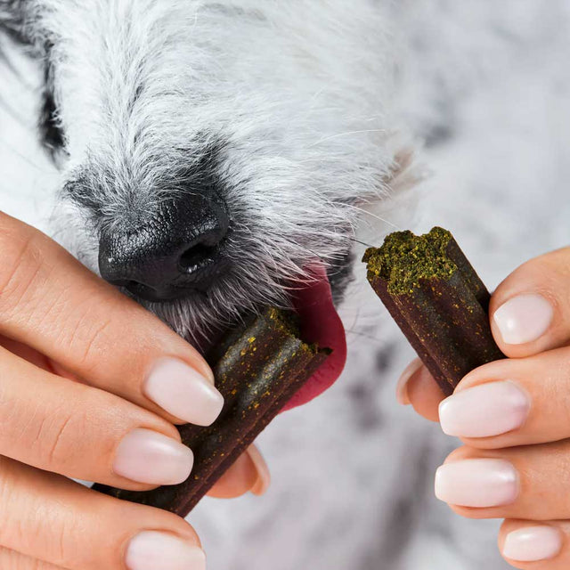 Tierliebhaber Zahnfee-Sticks Zahnpflege