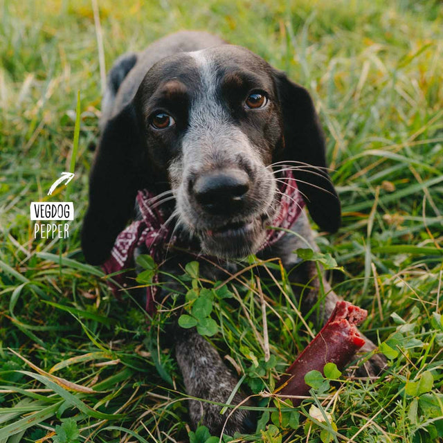 VEGDOG Hundesnack Vegan, Chevvies Small Veggie