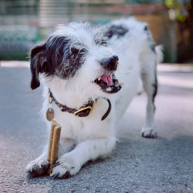 VEGDOG Hundesnack Vegan, Mobilities Veggie