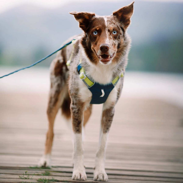 Woolly Wolf Hundegeschirr Alpha 360 | Deep Teal Hundegeschirr