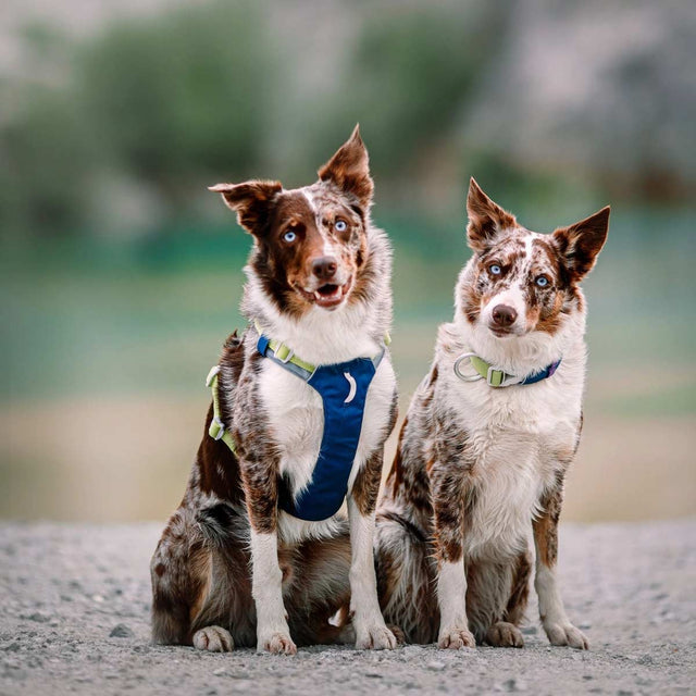 Woolly Wolf Hundegeschirr Alpha 360 | Deep Teal Hundegeschirr