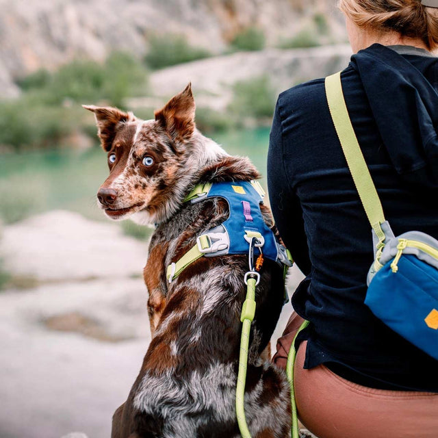 Woolly Wolf Hundegeschirr Alpha 360 | Deep Teal Hundegeschirr