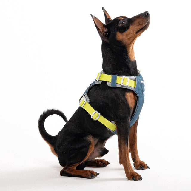 Woolly Wolf Hundegeschirr Alpha 360 | Deep Teal Hundegeschirr