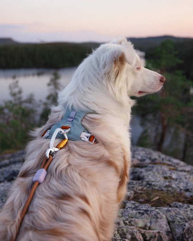 Woolly Wolf Hundegeschirr Alpha 360 | Glacier Green Hundegeschirr