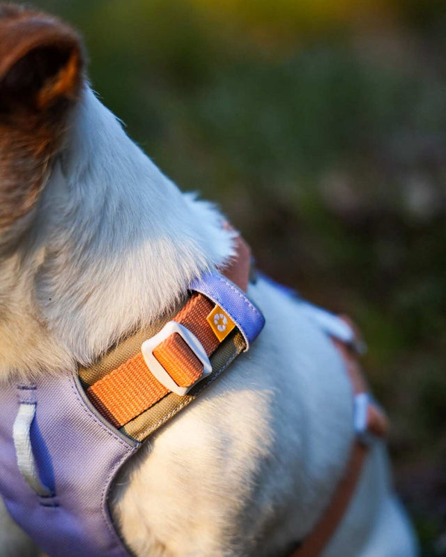 Woolly Wolf Hundegeschirr Alpha 360 | Lavender Mix Hundegeschirr