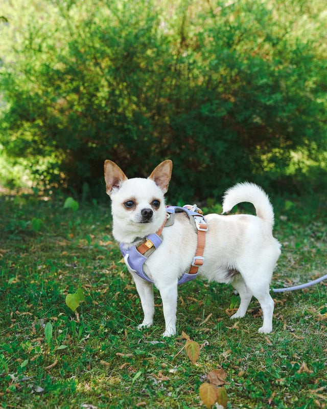 Woolly Wolf Hundegeschirr Alpha 360 | Lavender Mix Hundegeschirr