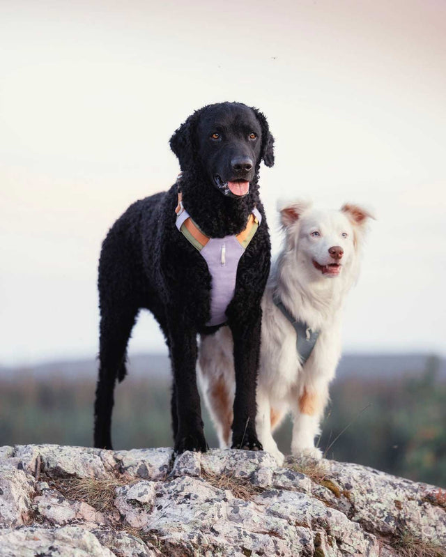 Woolly Wolf Hundegeschirr Alpha 360 | Lavender Mix Hundegeschirr