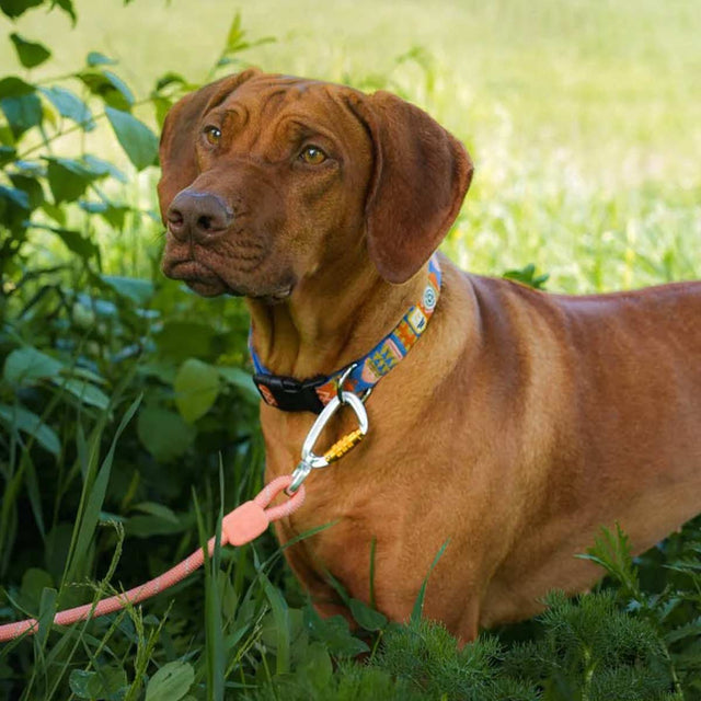 Woolly Wolf Hundeleine Tau | Salmon Pink Hundeleine