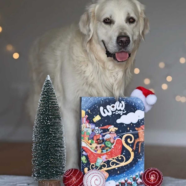 Adventskalender WOW