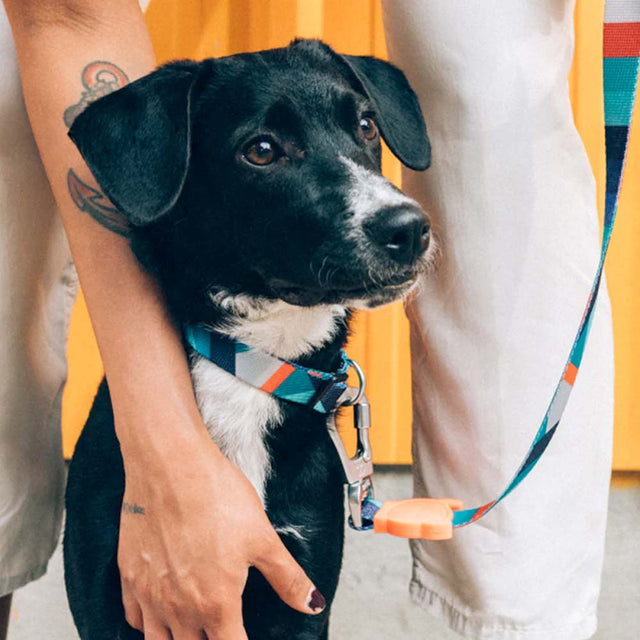 Zee.Dog Hundehalsband, Ella Hundehalsband