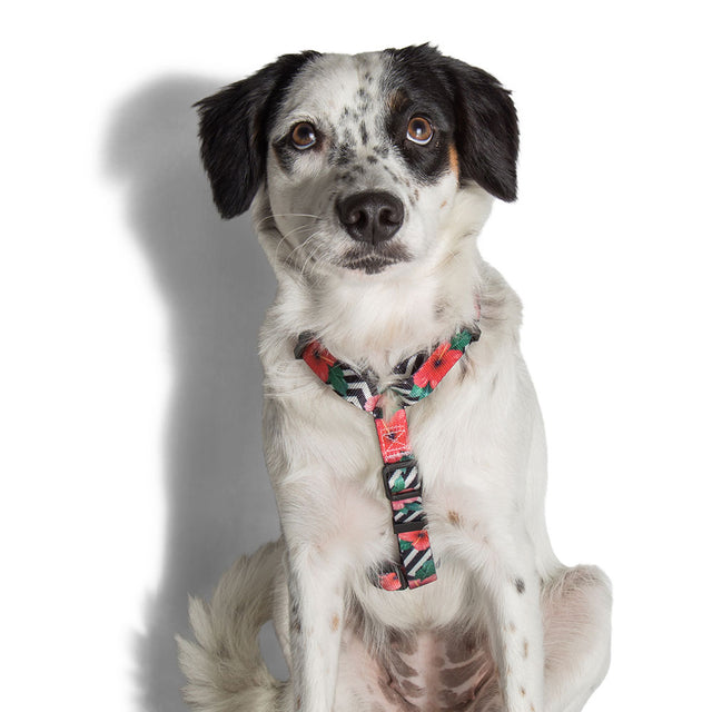Zee.Dog Hundegeschirr H-Harness, Mahalo Hundegeschirr