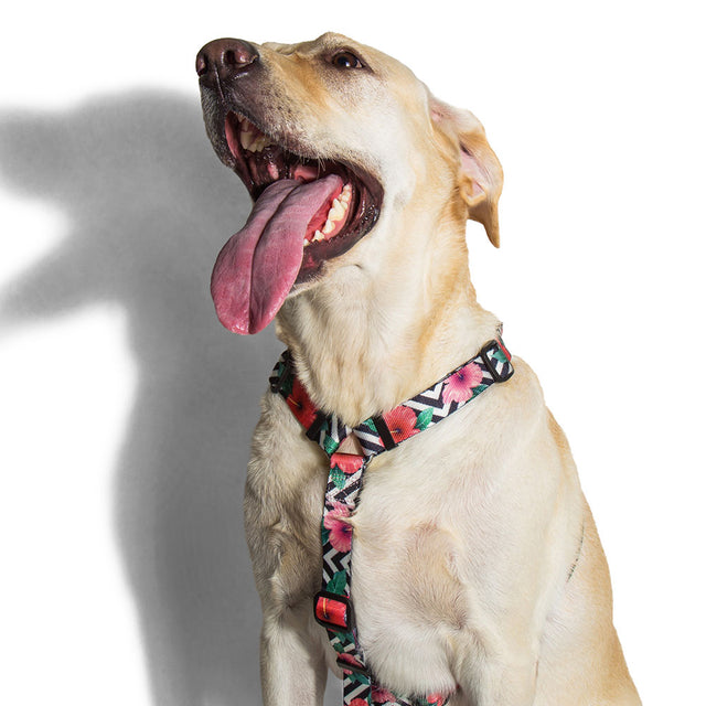 Zee.Dog Hundegeschirr H-Harness, Mahalo Hundegeschirr