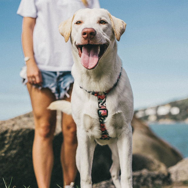 Zee.Dog Hundegeschirr H-Harness, Mahalo Hundegeschirr