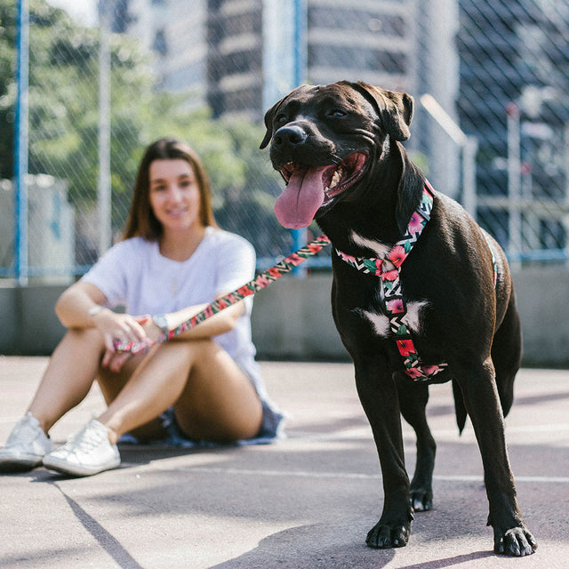 Zee.Dog Hundegeschirr H-Harness, Mahalo Hundegeschirr